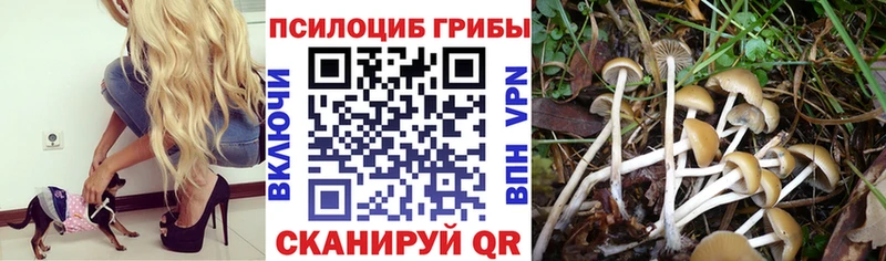маркетплейс телеграм  Михайловск  Галлюциногенные грибы Cubensis 